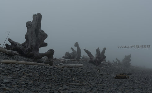 雾中海岸枯木，静谧而苍凉