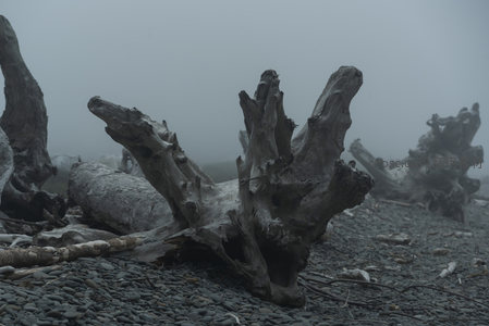 巨木根雕，雾海中的沉默雕塑