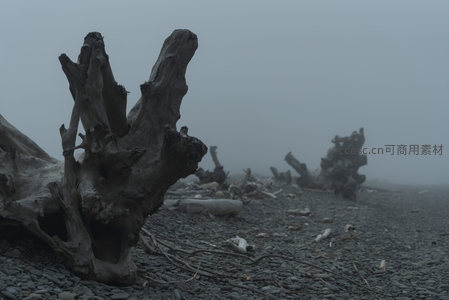 雾锁海岸，枯木如远古巨兽