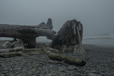 海浪轻拍，雾中枯木静守岸边