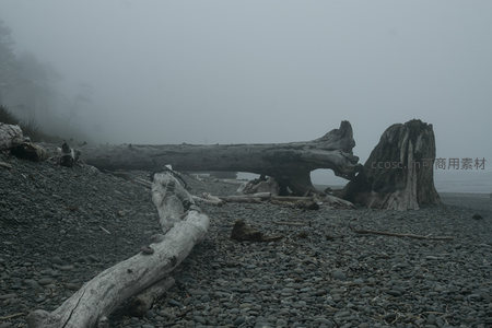 雾中海岸枯木与卵石滩的静谧景象
