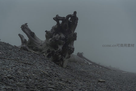 雾气弥漫中扭曲树根的特写镜头