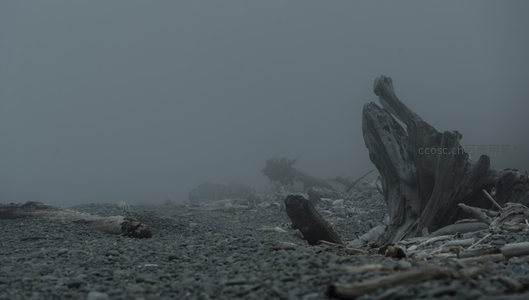 迷雾海岸散落枯枝的苍凉画面