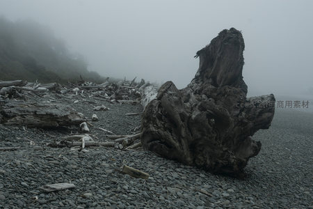 雾霭中巨大树桩矗立石滩的奇景