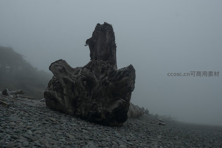 雾中巨木静卧石滩，苍凉孤寂