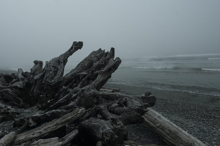 海边枯木群像，雾锁涛声