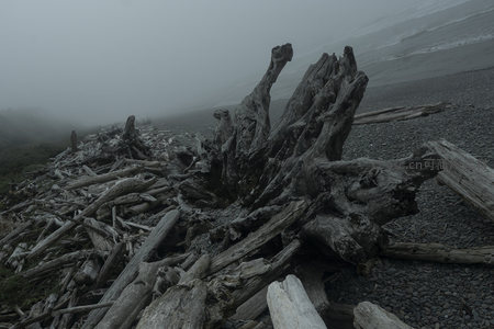 雾中滩涂堆积如山的漂流木