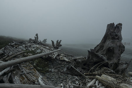 雾海孤木，滩涂遗迹静默