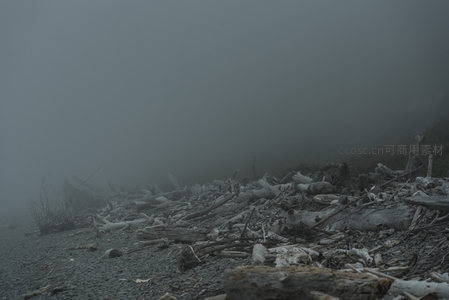 雾锁海岸，枯木静卧砾石滩