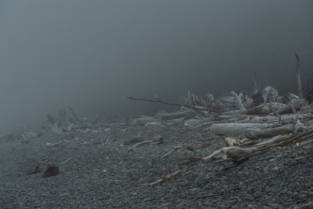 灰调海岸，雾中枯枝诉沧桑