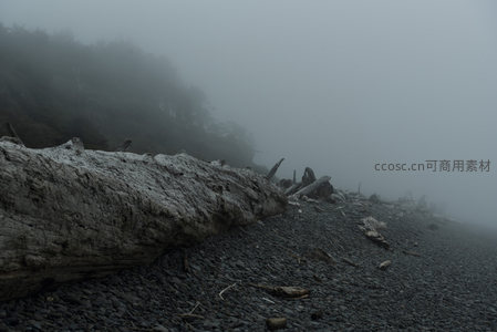 巨木横陈，雾海孤岸显苍凉