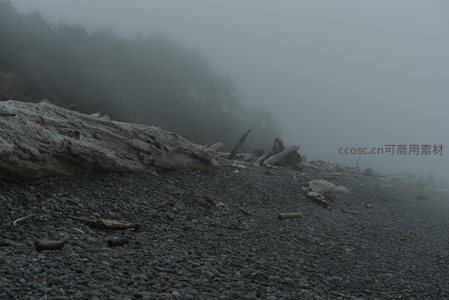 雾霭沉沉，海岸枯木如遗骸