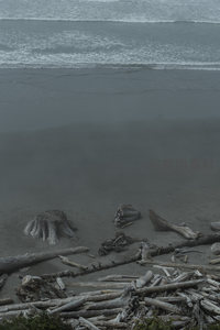 灰调海岸漂木静景