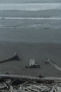 雾中海滩枯木沉思