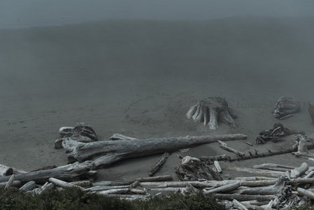 滩涂漂木如雕塑