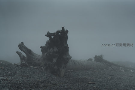 雾中海岸枯木，静谧而苍凉