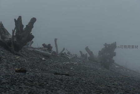 低角度下的雾中枯木群像