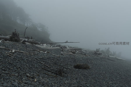 雾锁海岸，林木隐现山崖边