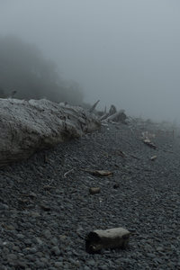 巨木横陈于雾中砾石滩