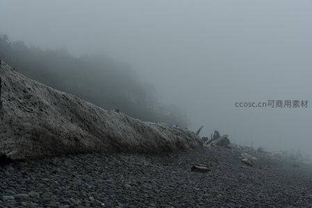 雾中海岸，巨木如沉船遗骸
