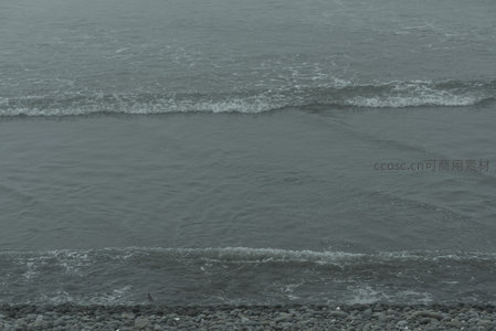 孤鸟伫立海边静观潮涌