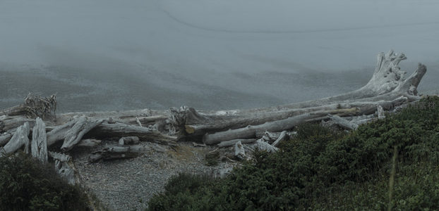 巨木横卧滩涂前，远海朦胧如梦境