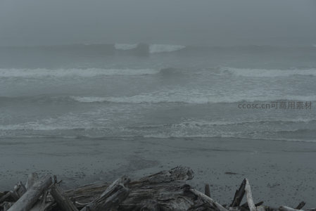 雾中海岸，浪花拍打漂木，静谧而苍凉
