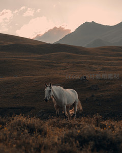 夕阳余晖中孤独白马伫立高原