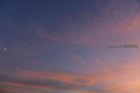 雁阵划破霞光天空如画布
