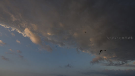飞鸟掠过，暮色云海中的自由身影