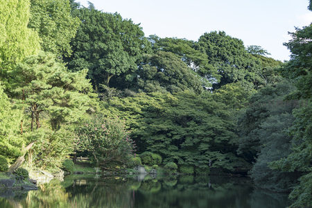 静谧池塘倒映葱茏树林