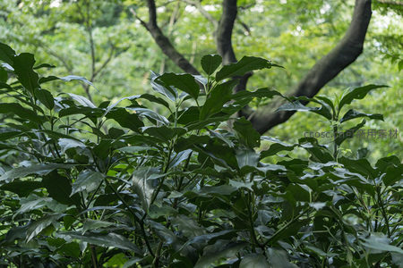 微距镜头下的翠绿叶片