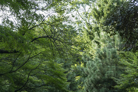 仰望森林树冠交织光影