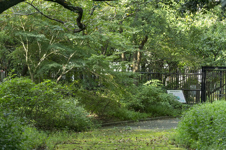 林荫小径通向幽静园门