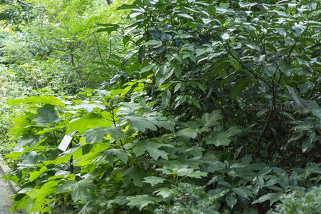 林间绿叶层叠，生机盎然如画