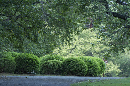 修剪整齐的灌木丛，掩映林荫小径