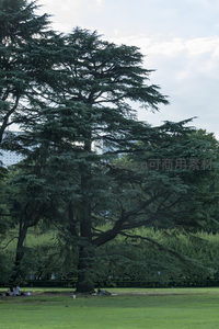 苍劲雪松矗立草坪，枝干伸展如盖