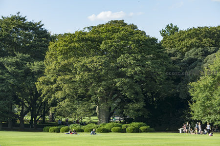 广阔草坪上，人们享受树荫下的悠闲时光