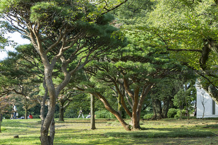 公园松树成林，游人漫步享受阳光