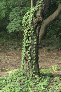 古树藤蔓缠绕，自然共生绿意盎然