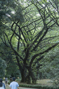 参天古木枝繁叶茂，游人穿行林间小径