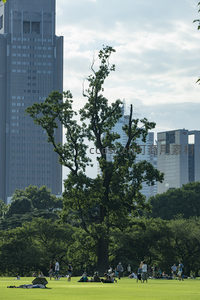 都市绿洲中的参天古树与休闲人群