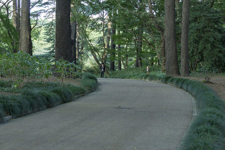 林荫小径蜿蜒穿行于静谧森林深处