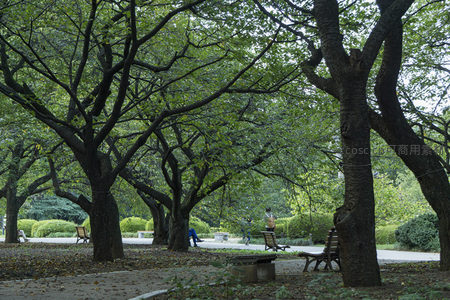 树影婆娑下的公园长椅与悠闲时光