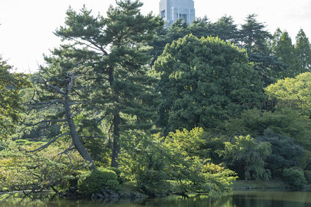 湖畔松柏倒映水面，城市建筑隐现林后