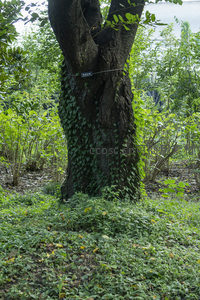 粗壮树干缠绕藤蔓，绿意盎然生机勃勃