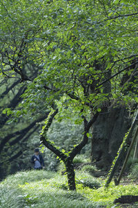 绿意盎然的森林小径与古树