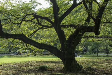 公园大树下悠闲的人们