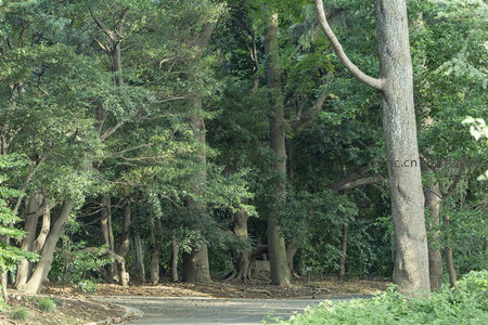 幽深树林中的静谧小路