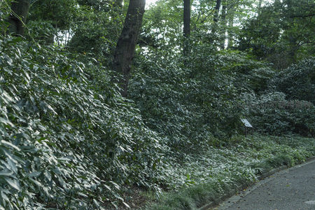 路边茂盛灌木丛与林荫道